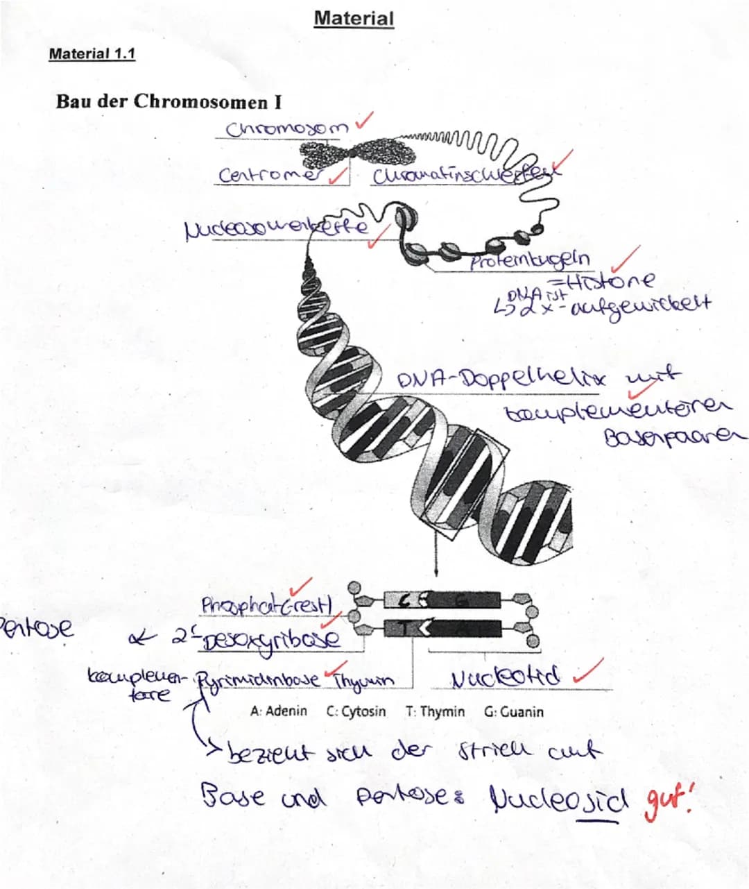 1. DNA
1.1 Beschriften Sie die Abbildung in Material 1.1 mit den entsprechenden Begriffen.
5 15 BE
✓1.2 In einem Experiment wurden zwei DNA-