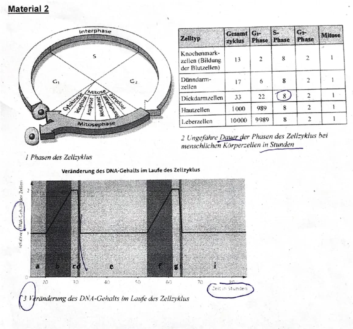 1. DNA
1.1 Beschriften Sie die Abbildung in Material 1.1 mit den entsprechenden Begriffen.
5 15 BE
✓1.2 In einem Experiment wurden zwei DNA-