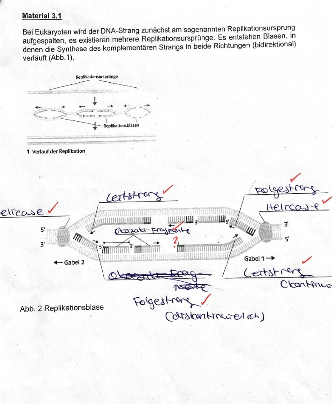1. DNA
1.1 Beschriften Sie die Abbildung in Material 1.1 mit den entsprechenden Begriffen.
5 15 BE
✓1.2 In einem Experiment wurden zwei DNA-