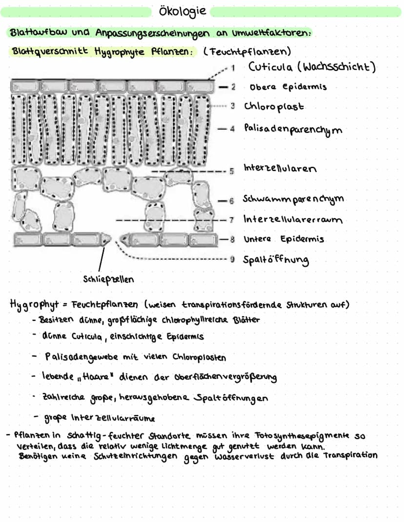 Ökologie
Definition:
Ökologie = Oikos und logos (griechisch) für Hows / Umwelt und Lehre
→Ökologie ist die Lehre vom Houshalt der Natur und 