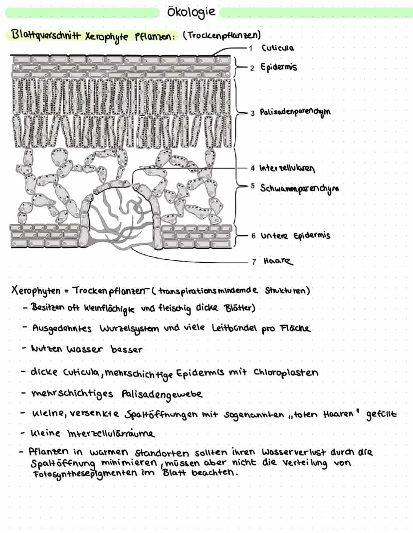 Ökologie
Definition:
Ökologie = Oikos und logos (griechisch) für Hows / Umwelt und Lehre
→Ökologie ist die Lehre vom Houshalt der Natur und 