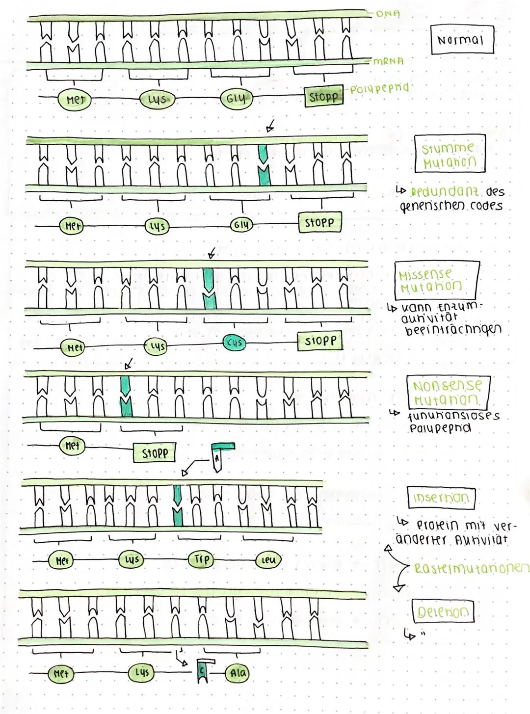 Genommuranonen.
veränderung der chromosomenantani.
Aneuploidien (Mono - A Trisomien)
•	einziges chromosom fenit oder verdoppelt
Ροιφρίσιαίος