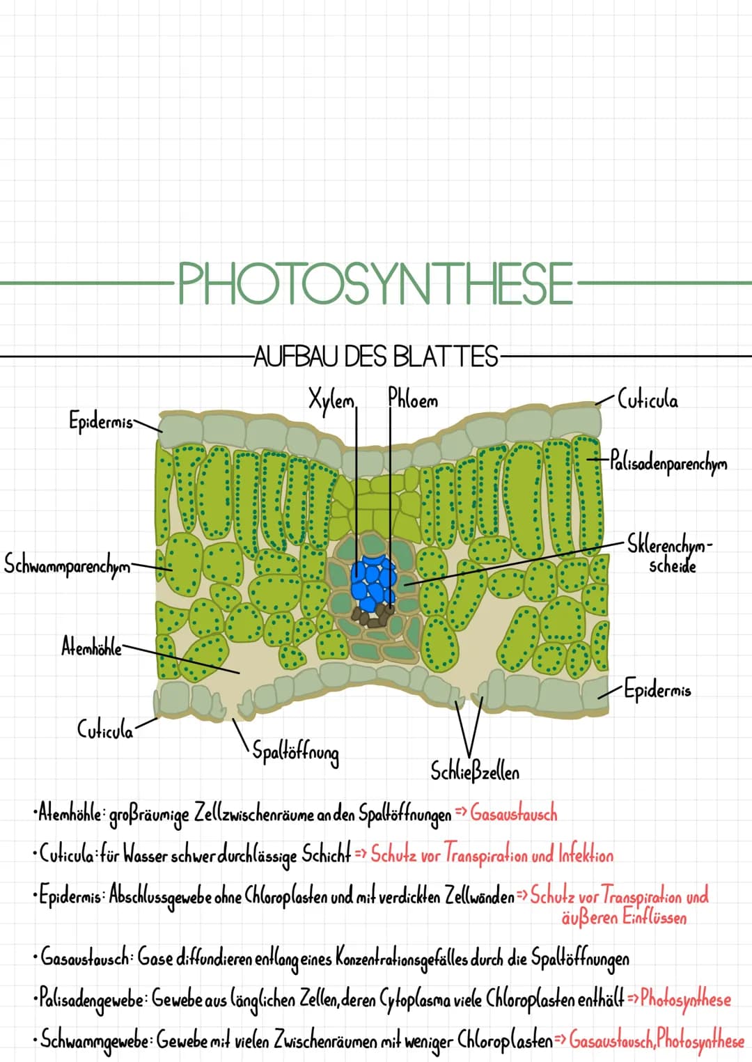 Epidermis
Schwammparenchym
Alemhöhle
Cuticula
-PHOTOSYNTHESE
-AUFBAU DES BLATTES-
Xylem, Phloem
TOOT
-Cuticula
Palisadenparenchym
-Sklerench