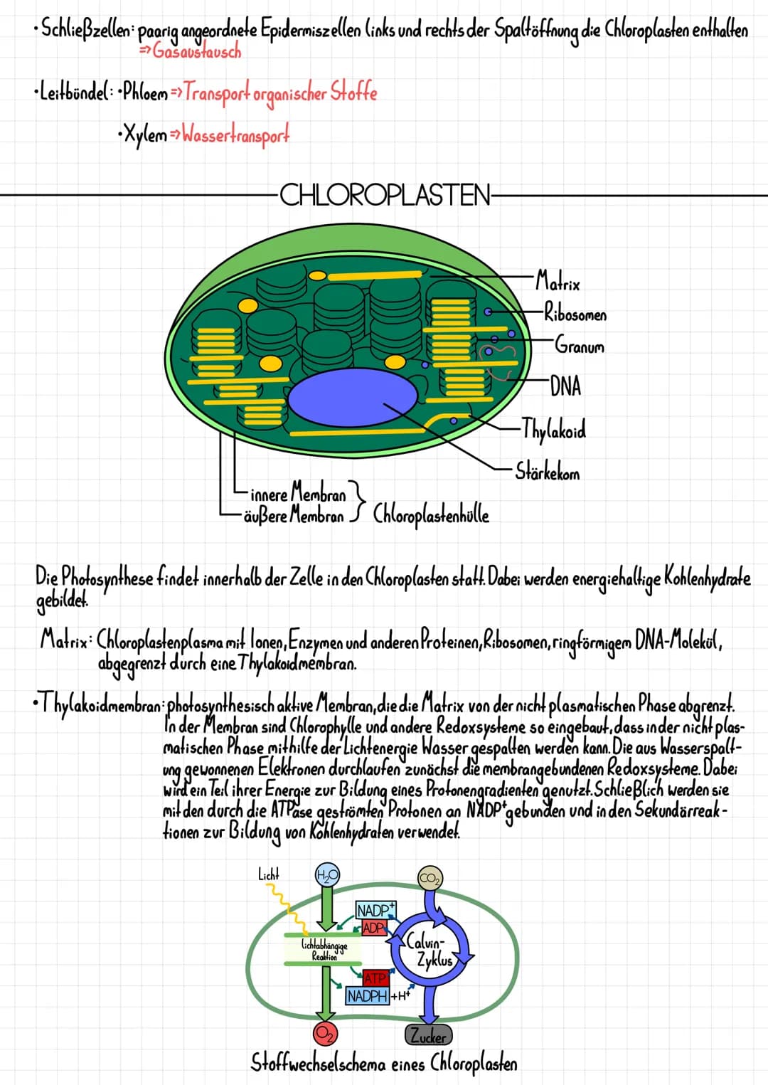 Epidermis
Schwammparenchym
Alemhöhle
Cuticula
-PHOTOSYNTHESE
-AUFBAU DES BLATTES-
Xylem, Phloem
TOOT
-Cuticula
Palisadenparenchym
-Sklerench