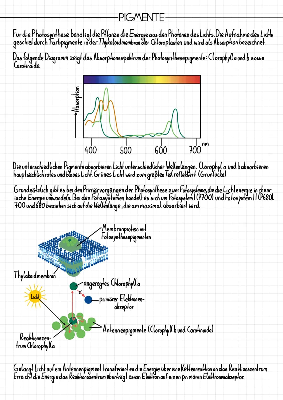 Epidermis
Schwammparenchym
Alemhöhle
Cuticula
-PHOTOSYNTHESE
-AUFBAU DES BLATTES-
Xylem, Phloem
TOOT
-Cuticula
Palisadenparenchym
-Sklerench