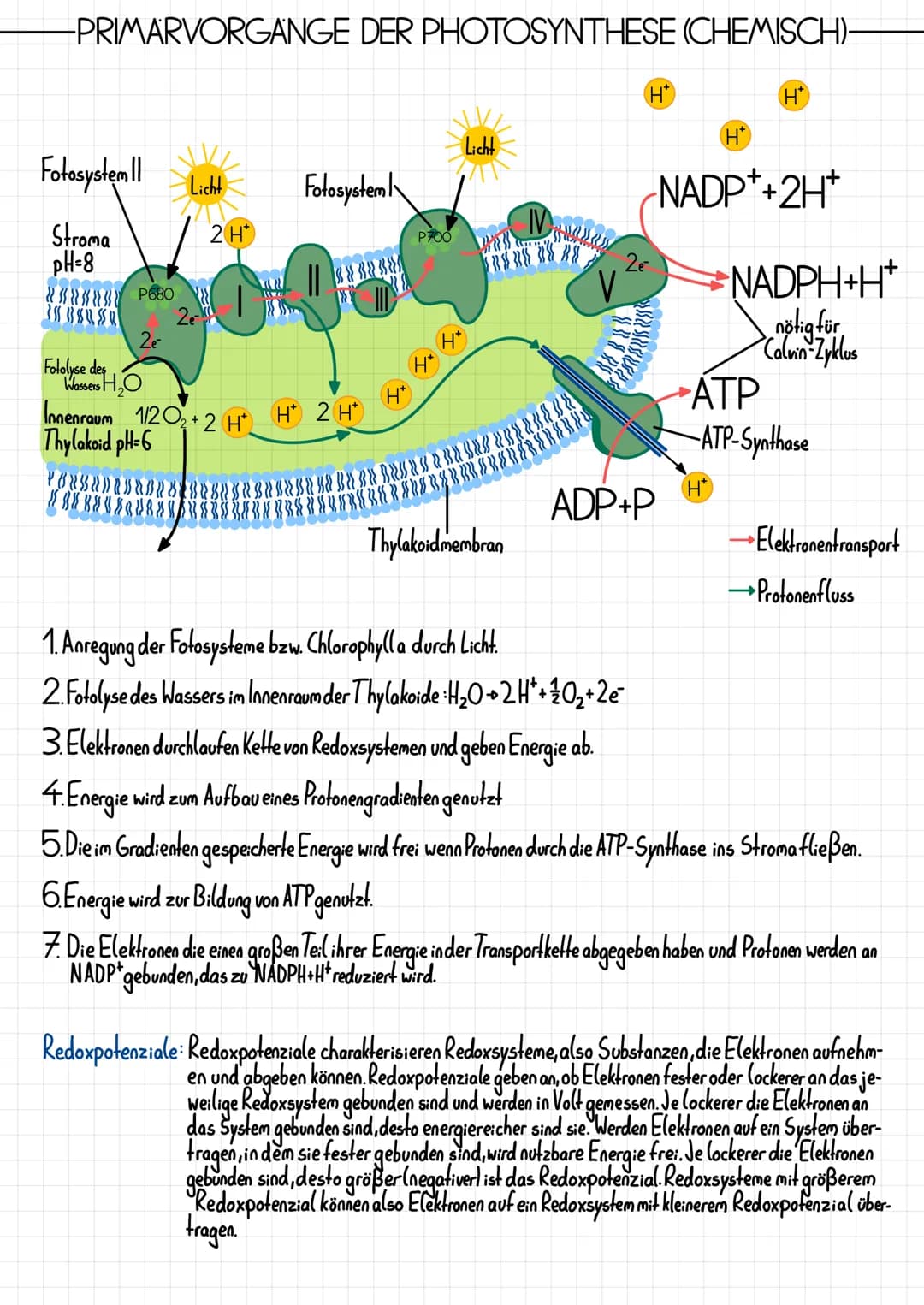 Epidermis
Schwammparenchym
Alemhöhle
Cuticula
-PHOTOSYNTHESE
-AUFBAU DES BLATTES-
Xylem, Phloem
TOOT
-Cuticula
Palisadenparenchym
-Sklerench