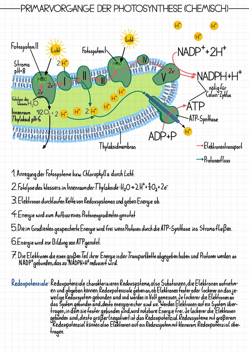 Epidermis
Schwammparenchym
Alemhöhle
Cuticula
-PHOTOSYNTHESE
-AUFBAU DES BLATTES-
Xylem, Phloem
TOOT
-Cuticula
Palisadenparenchym
-Sklerench