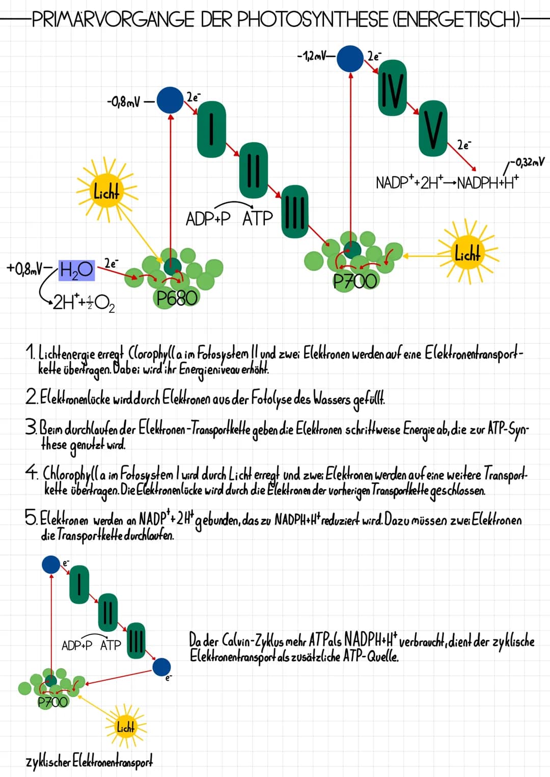 Epidermis
Schwammparenchym
Alemhöhle
Cuticula
-PHOTOSYNTHESE
-AUFBAU DES BLATTES-
Xylem, Phloem
TOOT
-Cuticula
Palisadenparenchym
-Sklerench