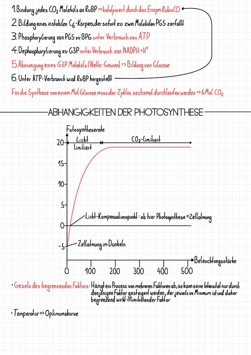 Epidermis
Schwammparenchym
Alemhöhle
Cuticula
-PHOTOSYNTHESE
-AUFBAU DES BLATTES-
Xylem, Phloem
TOOT
-Cuticula
Palisadenparenchym
-Sklerench