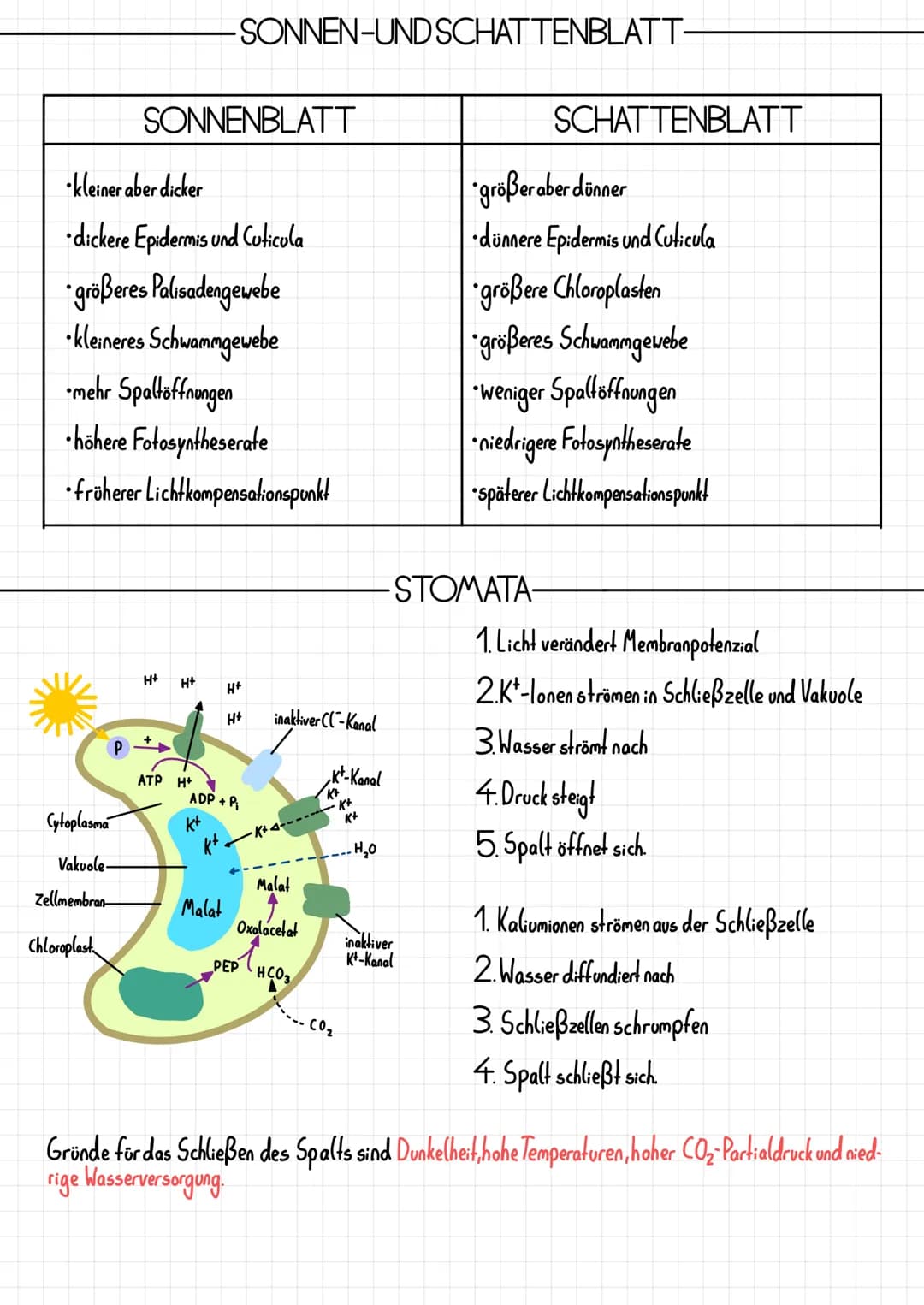 Epidermis
Schwammparenchym
Alemhöhle
Cuticula
-PHOTOSYNTHESE
-AUFBAU DES BLATTES-
Xylem, Phloem
TOOT
-Cuticula
Palisadenparenchym
-Sklerench