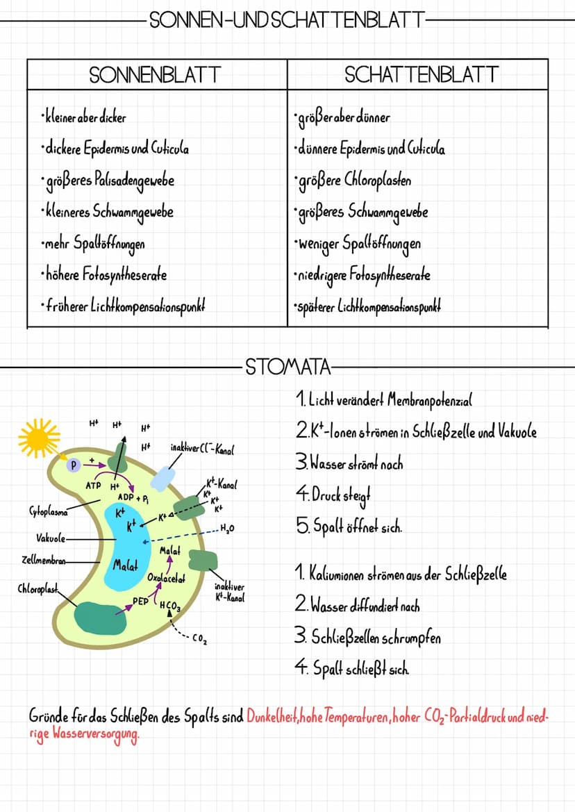 Epidermis
Schwammparenchym
Alemhöhle
Cuticula
-PHOTOSYNTHESE
-AUFBAU DES BLATTES-
Xylem, Phloem
TOOT
-Cuticula
Palisadenparenchym
-Sklerench