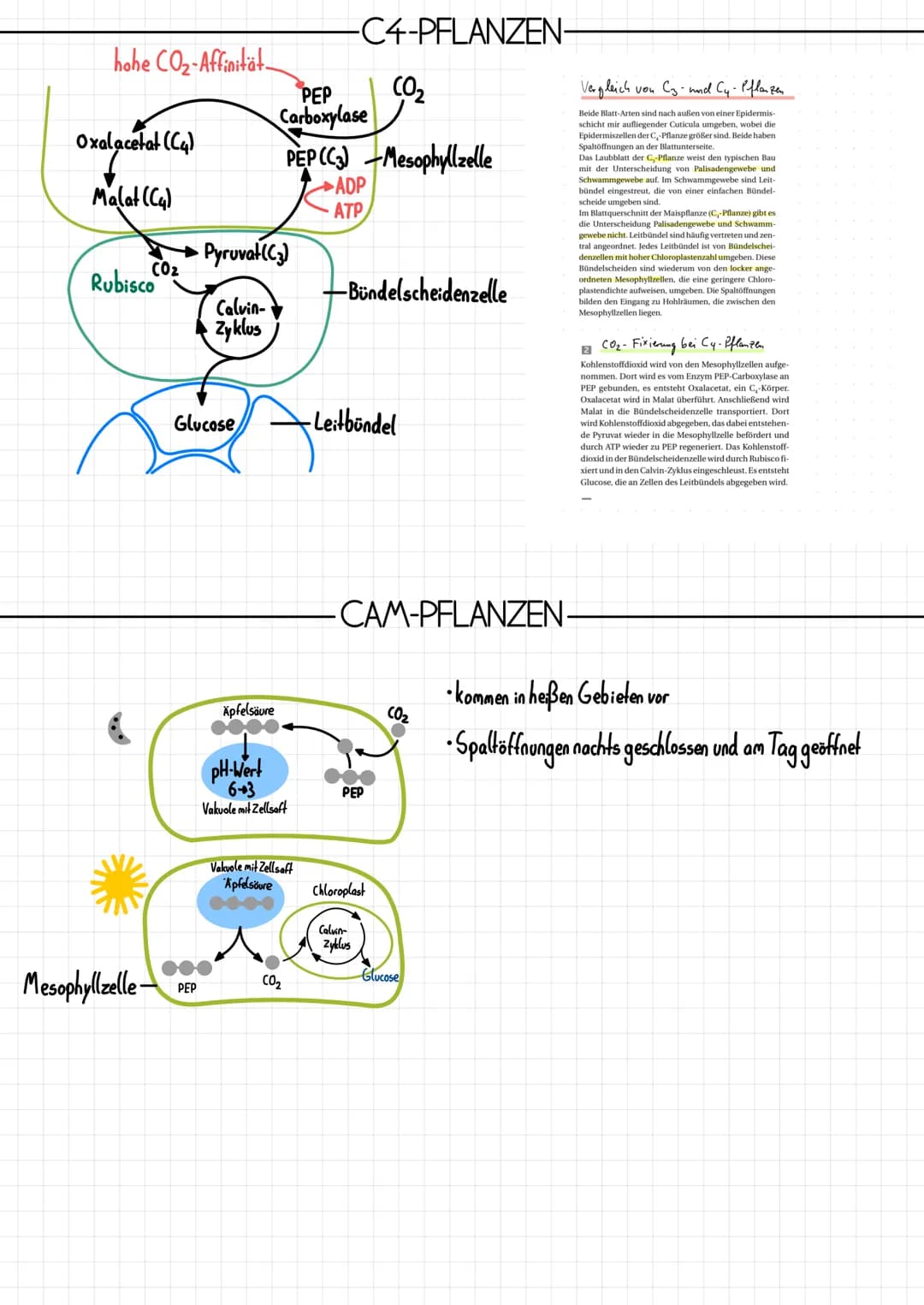 Epidermis
Schwammparenchym
Alemhöhle
Cuticula
-PHOTOSYNTHESE
-AUFBAU DES BLATTES-
Xylem, Phloem
TOOT
-Cuticula
Palisadenparenchym
-Sklerench