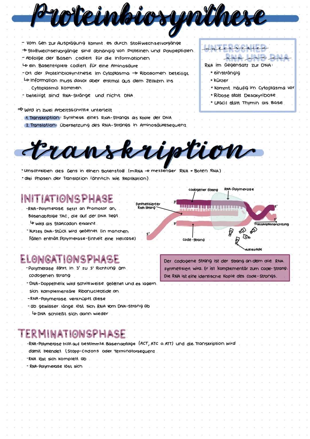 Proteinbiosynthese
vom Gen zur Ausprägung kommt es durch Stoffwechselvorgänge
Stoffwechselvorgänge sind abhängig von Proteinen und Polypepti