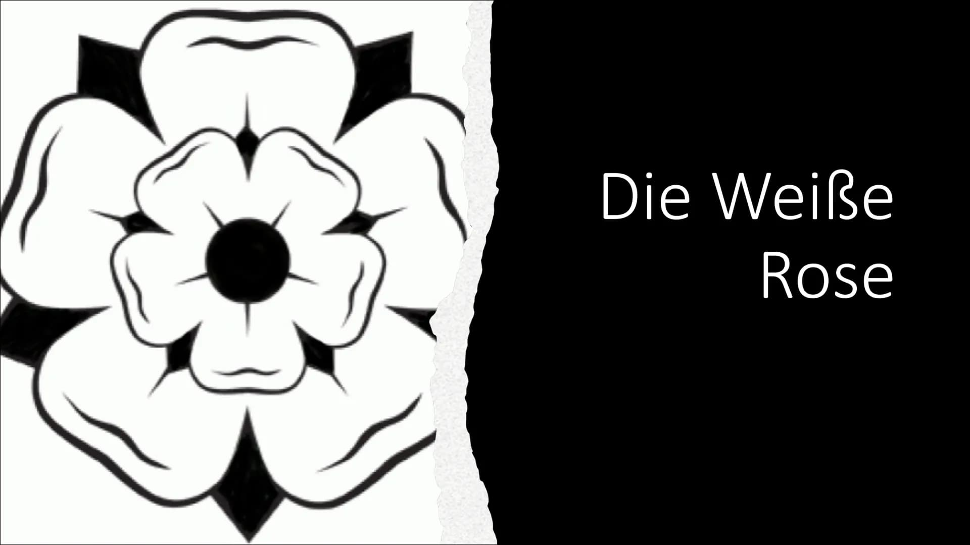 Spazzacantant
Die Weiße
Rose Inhaltsangabe
●
Was ist die Weiße Rose?
Wie kam es zu dem Namen Weiße Rose?
Mitglieder der Weißen Rose
• Wie en