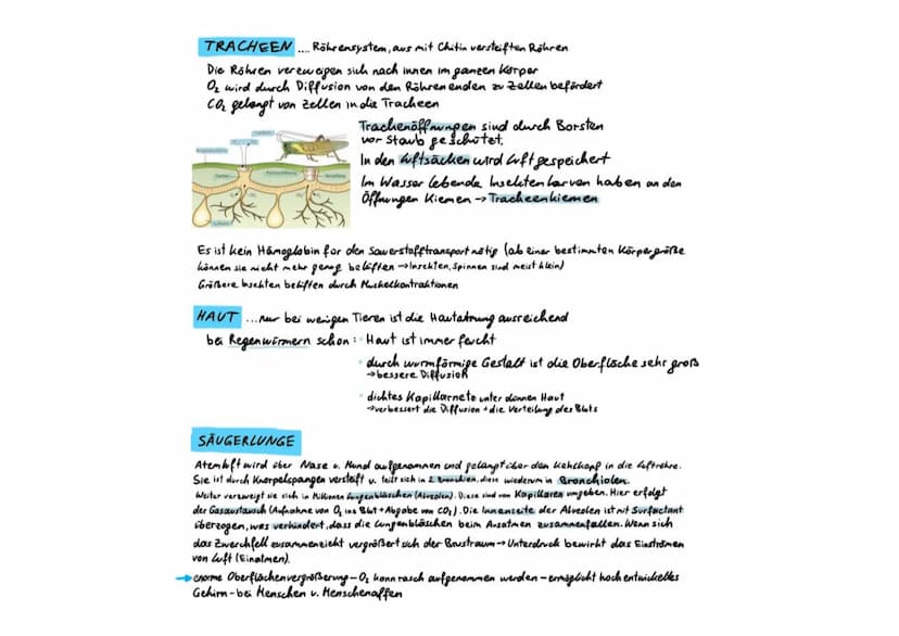 ATMUNG
Atmungsorgane: Kiemen (meisten Tiere im Wasser)
Tracheen (2.B. Insekten an Land)
Lungen (2.8. Saugetiere)
Haut (nur
wenige
Tiere)
Der