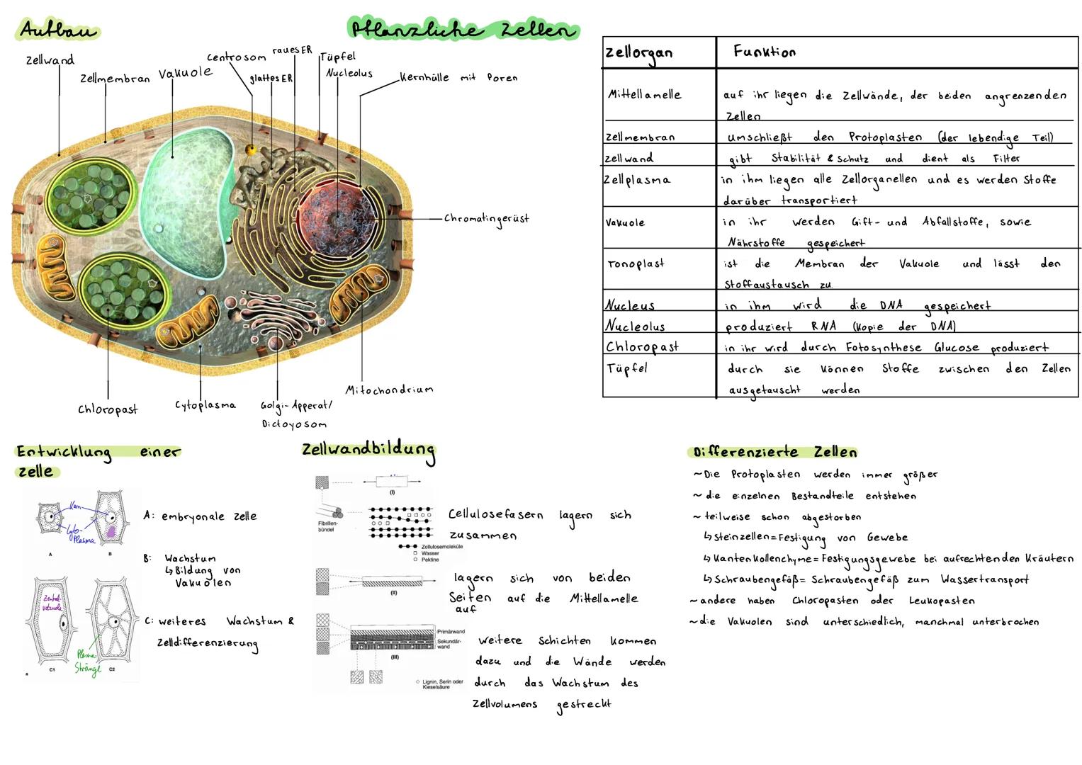 Aufbau
Zellwand
Zenbal
vazuole
Zellmembran Vakuole
chloropast
Entwicklung
zelle
Karn.
-Wato-
Plasma
Plese
Stränge
C2
an
Centrosom
Cytoplasma