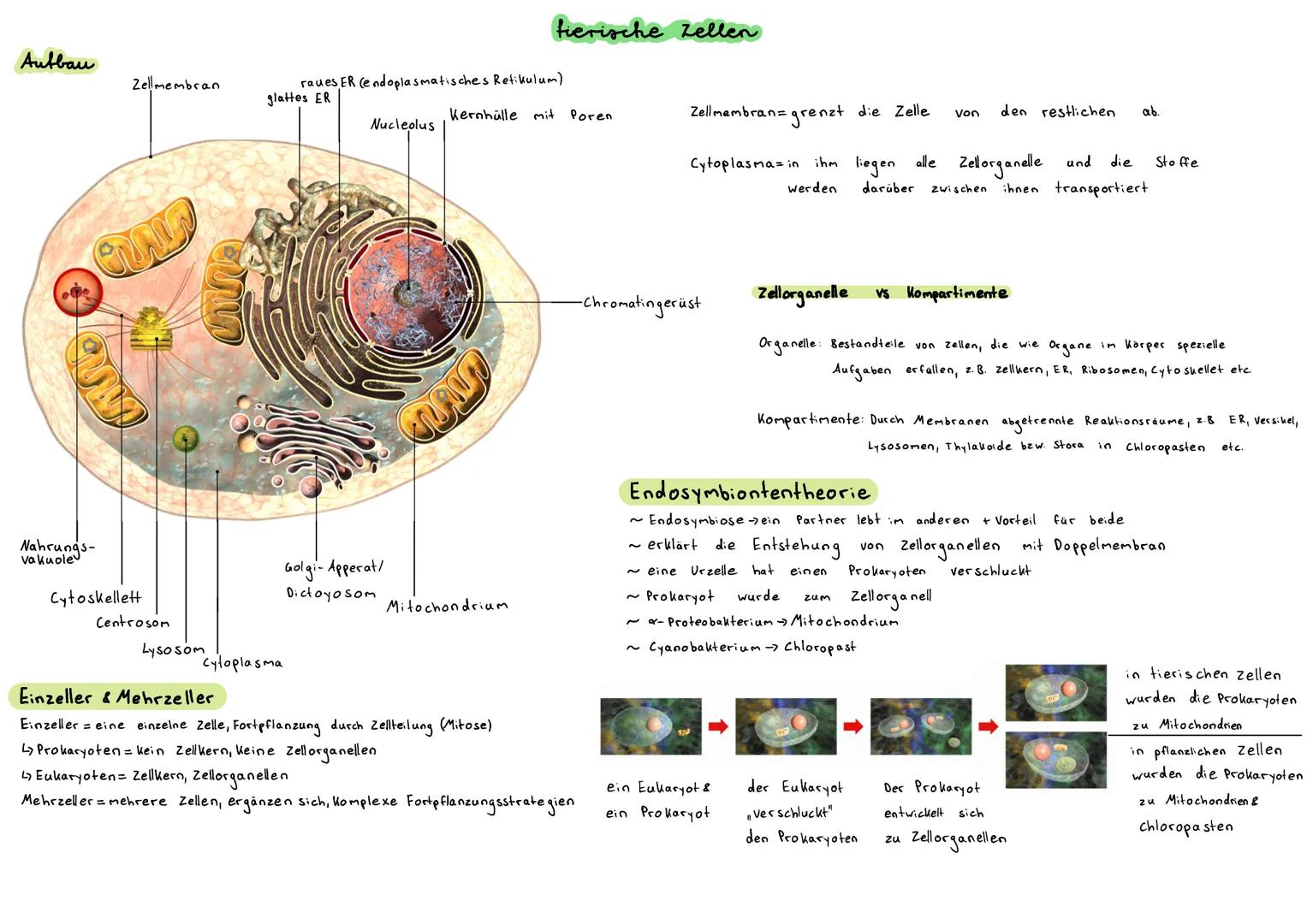 Aufbau
Zellwand
Zenbal
vazuole
Zellmembran Vakuole
chloropast
Entwicklung
zelle
Karn.
-Wato-
Plasma
Plese
Stränge
C2
an
Centrosom
Cytoplasma