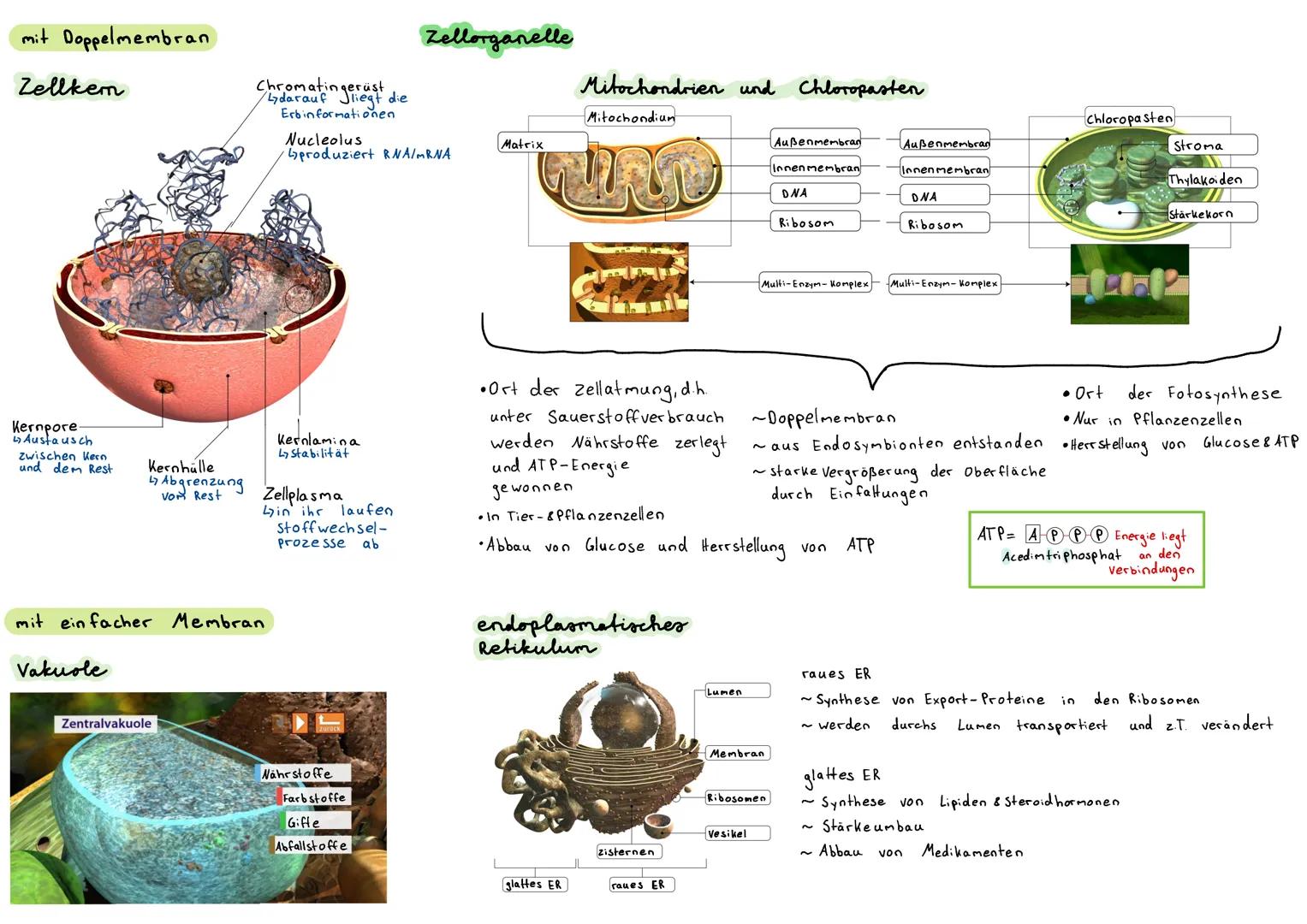 Aufbau
Zellwand
Zenbal
vazuole
Zellmembran Vakuole
chloropast
Entwicklung
zelle
Karn.
-Wato-
Plasma
Plese
Stränge
C2
an
Centrosom
Cytoplasma