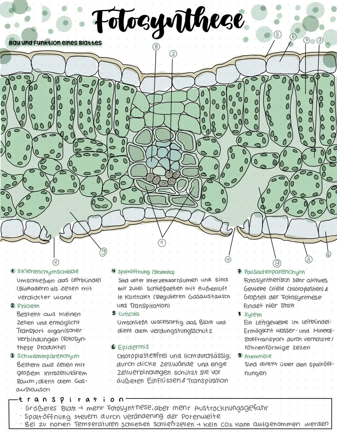Biologie Lernzettel PDF und Abitur Zusammenfassungen für 2024
