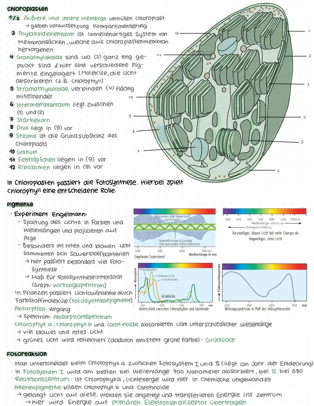 Evolution
Eine allmählich Stattfingene veränderung von Generation zu
Generation. Hierbei verandern sich die vererbbaren Merkmale von Lebewes