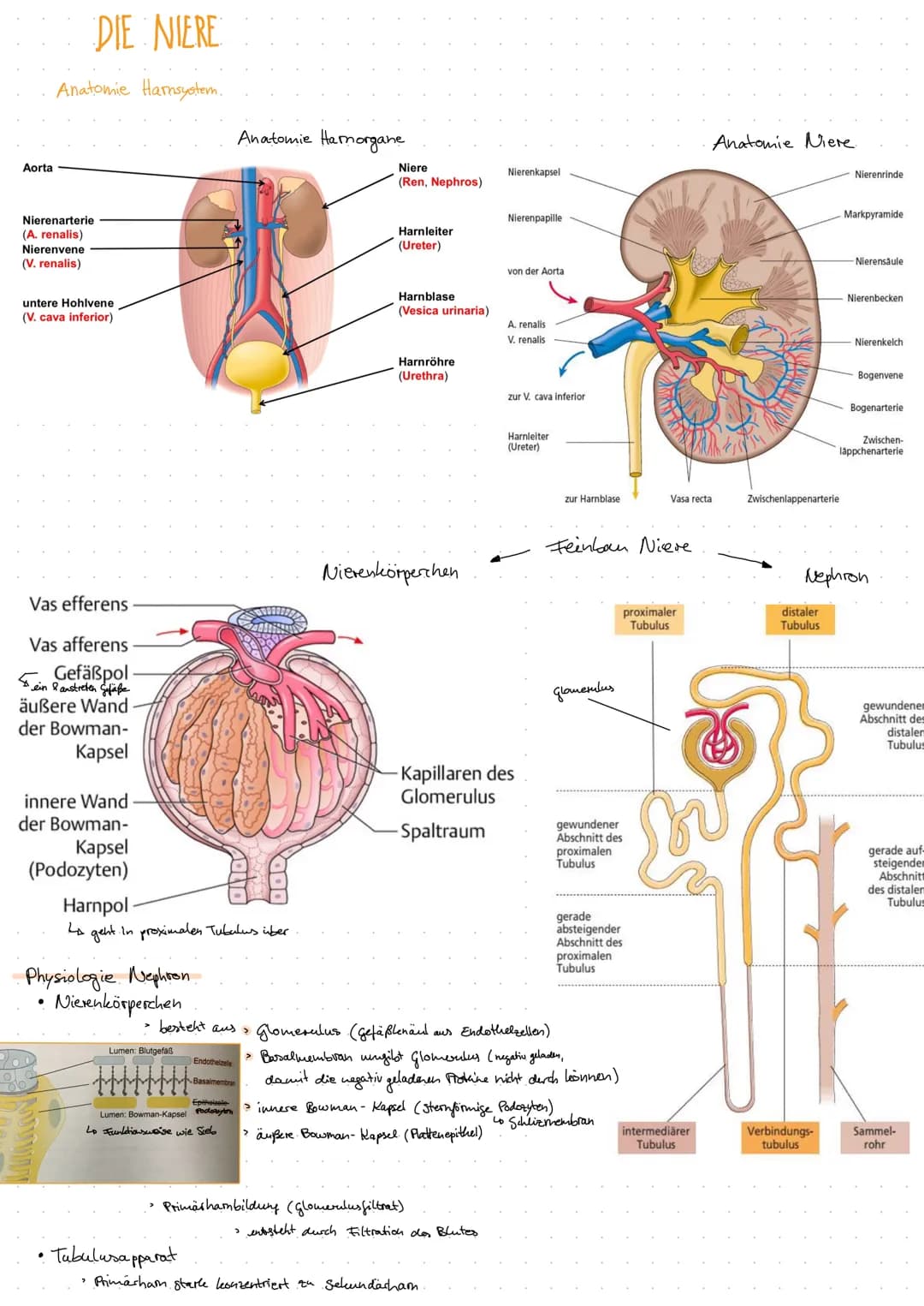 Aorta
DIE NIERE
Anatomie Harnsystem.
Nierenarterie
(A. renalis)
Nierenvene
(V. renalis)
untere Hohlvene
(V. cava inferior)
Vas efferens
Vas 