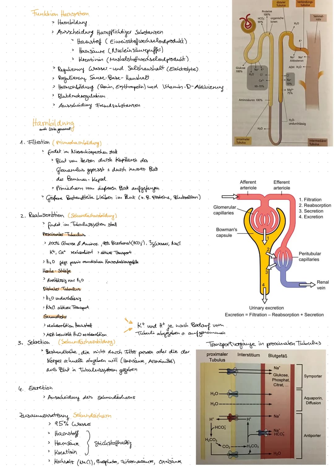 Aorta
DIE NIERE
Anatomie Harnsystem.
Nierenarterie
(A. renalis)
Nierenvene
(V. renalis)
untere Hohlvene
(V. cava inferior)
Vas efferens
Vas 