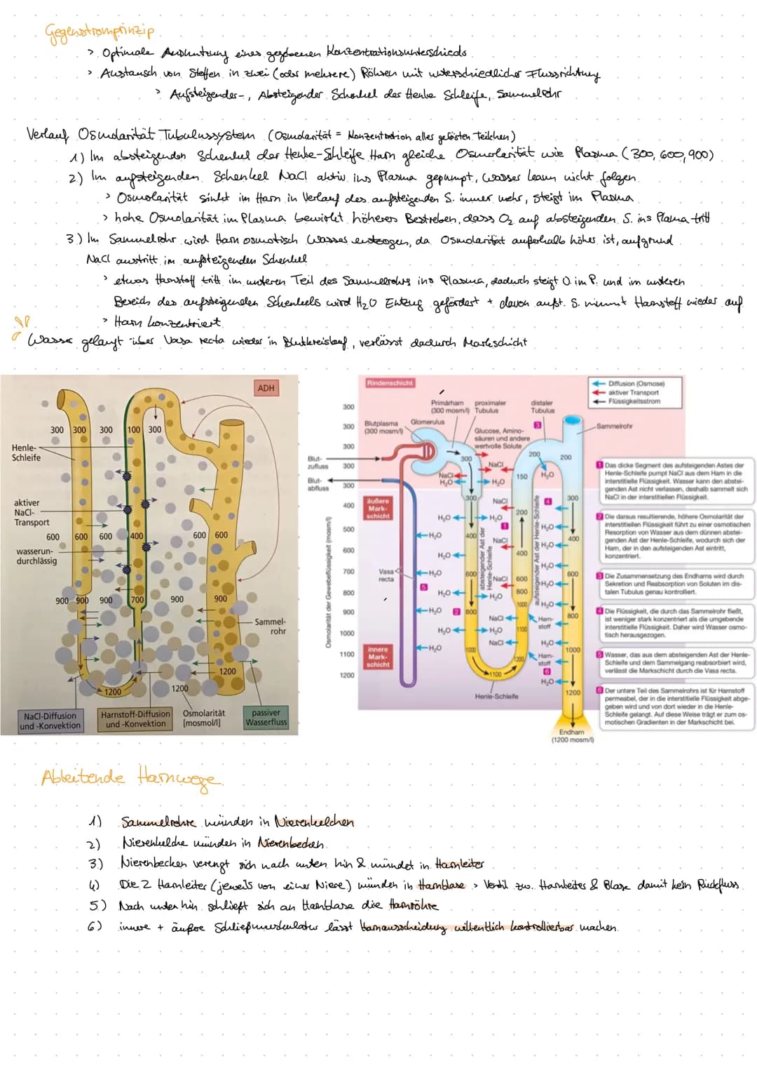 Aorta
DIE NIERE
Anatomie Harnsystem.
Nierenarterie
(A. renalis)
Nierenvene
(V. renalis)
untere Hohlvene
(V. cava inferior)
Vas efferens
Vas 