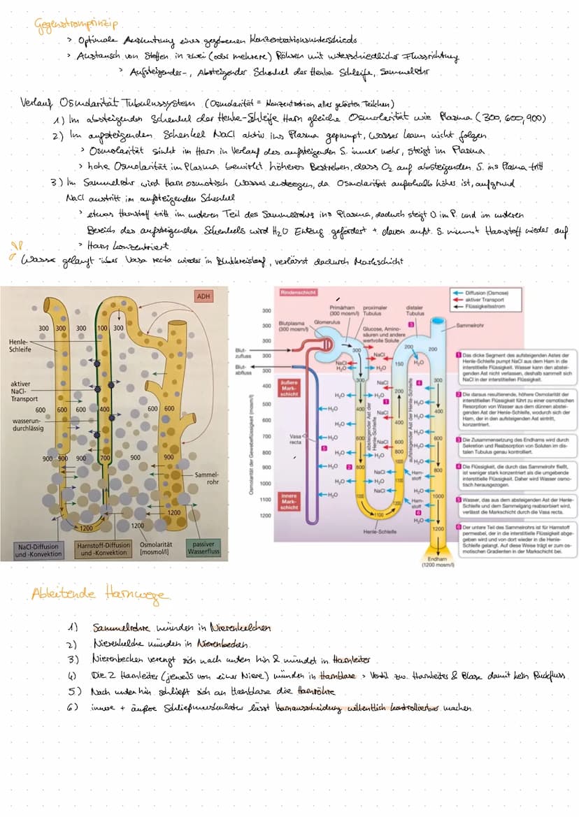 Aorta
DIE NIERE
Anatomie Harnsystem.
Nierenarterie
(A. renalis)
Nierenvene
(V. renalis)
untere Hohlvene
(V. cava inferior)
Vas efferens
Vas 