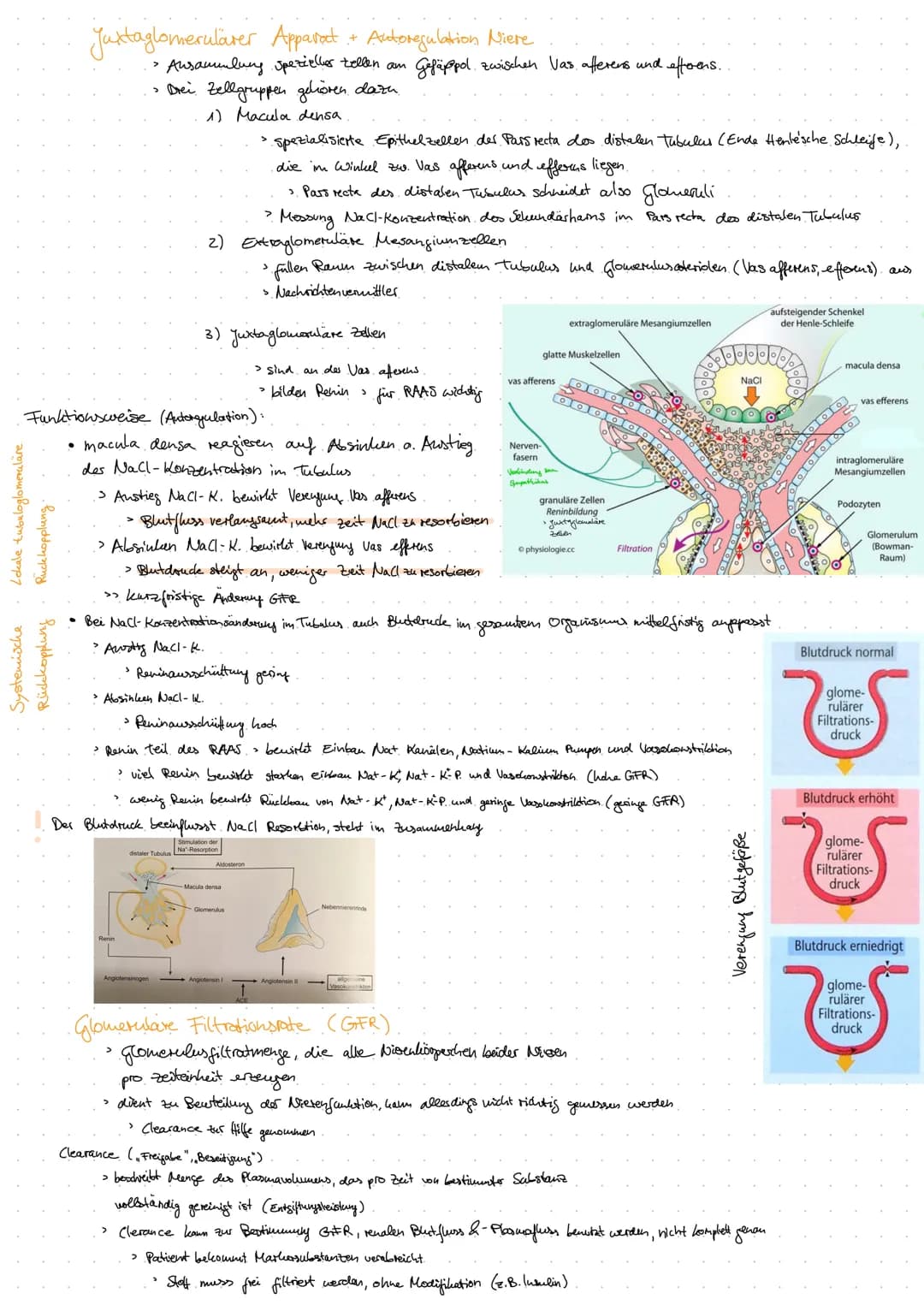 Aorta
DIE NIERE
Anatomie Harnsystem.
Nierenarterie
(A. renalis)
Nierenvene
(V. renalis)
untere Hohlvene
(V. cava inferior)
Vas efferens
Vas 