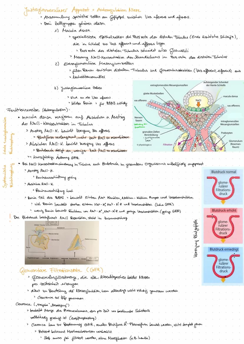 Aorta
DIE NIERE
Anatomie Harnsystem.
Nierenarterie
(A. renalis)
Nierenvene
(V. renalis)
untere Hohlvene
(V. cava inferior)
Vas efferens
Vas 