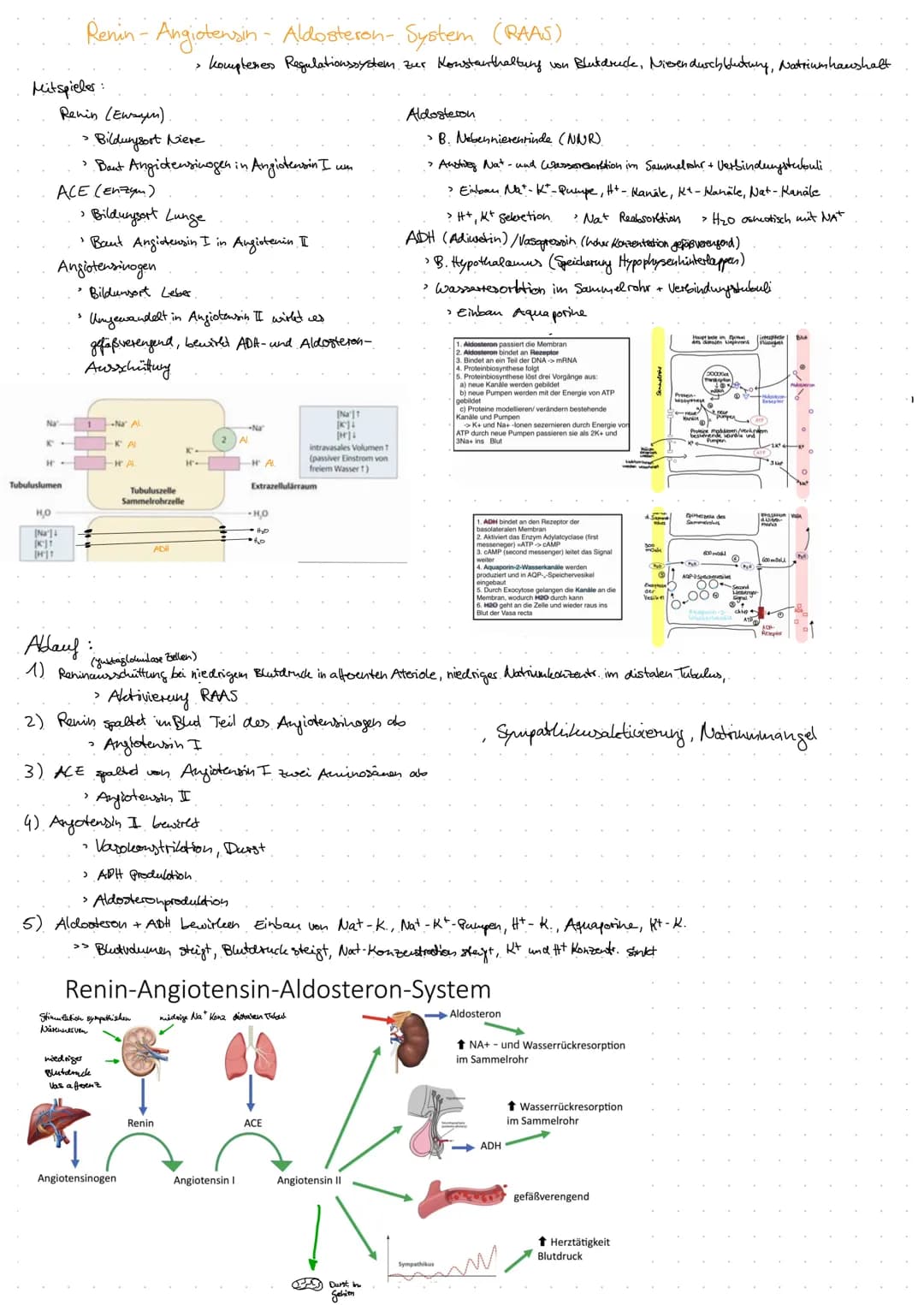 Aorta
DIE NIERE
Anatomie Harnsystem.
Nierenarterie
(A. renalis)
Nierenvene
(V. renalis)
untere Hohlvene
(V. cava inferior)
Vas efferens
Vas 