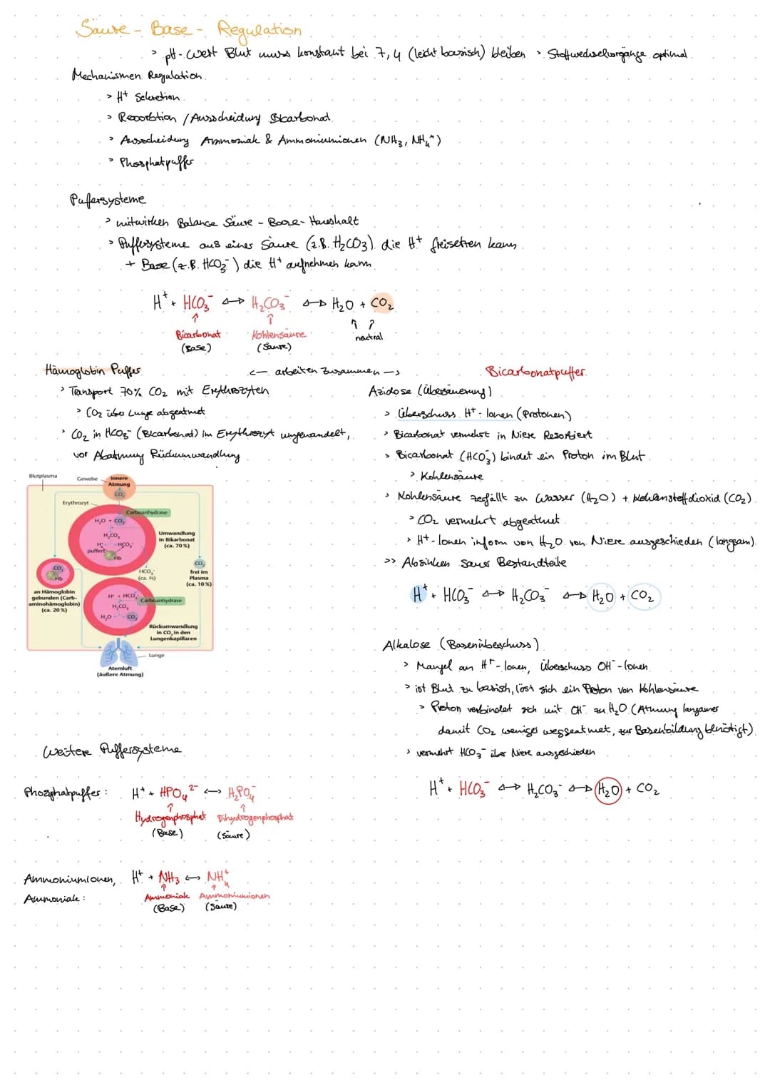 Aorta
DIE NIERE
Anatomie Harnsystem.
Nierenarterie
(A. renalis)
Nierenvene
(V. renalis)
untere Hohlvene
(V. cava inferior)
Vas efferens
Vas 