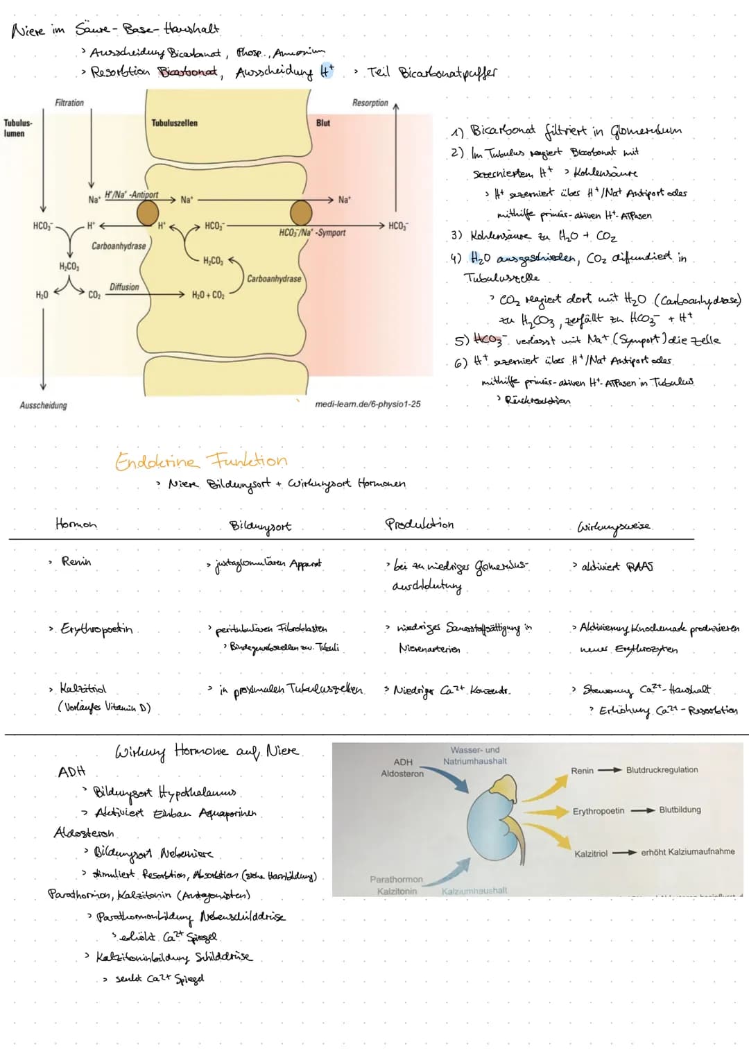 Aorta
DIE NIERE
Anatomie Harnsystem.
Nierenarterie
(A. renalis)
Nierenvene
(V. renalis)
untere Hohlvene
(V. cava inferior)
Vas efferens
Vas 