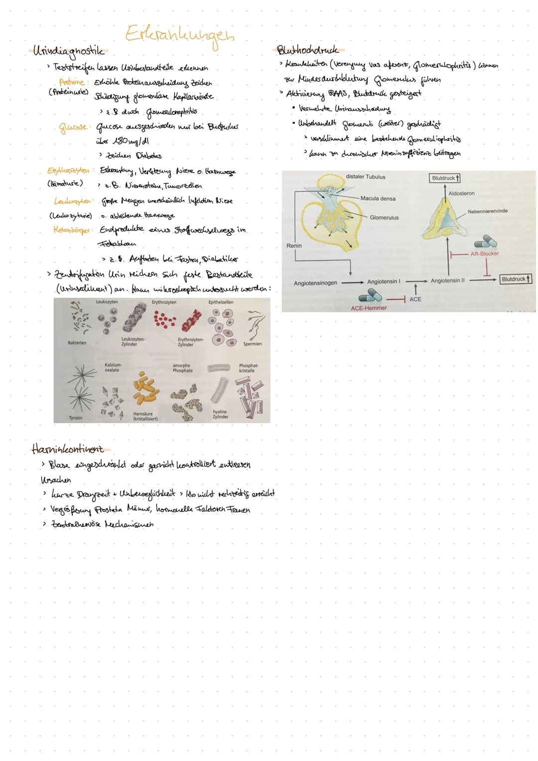 Aorta
DIE NIERE
Anatomie Harnsystem.
Nierenarterie
(A. renalis)
Nierenvene
(V. renalis)
untere Hohlvene
(V. cava inferior)
Vas efferens
Vas 