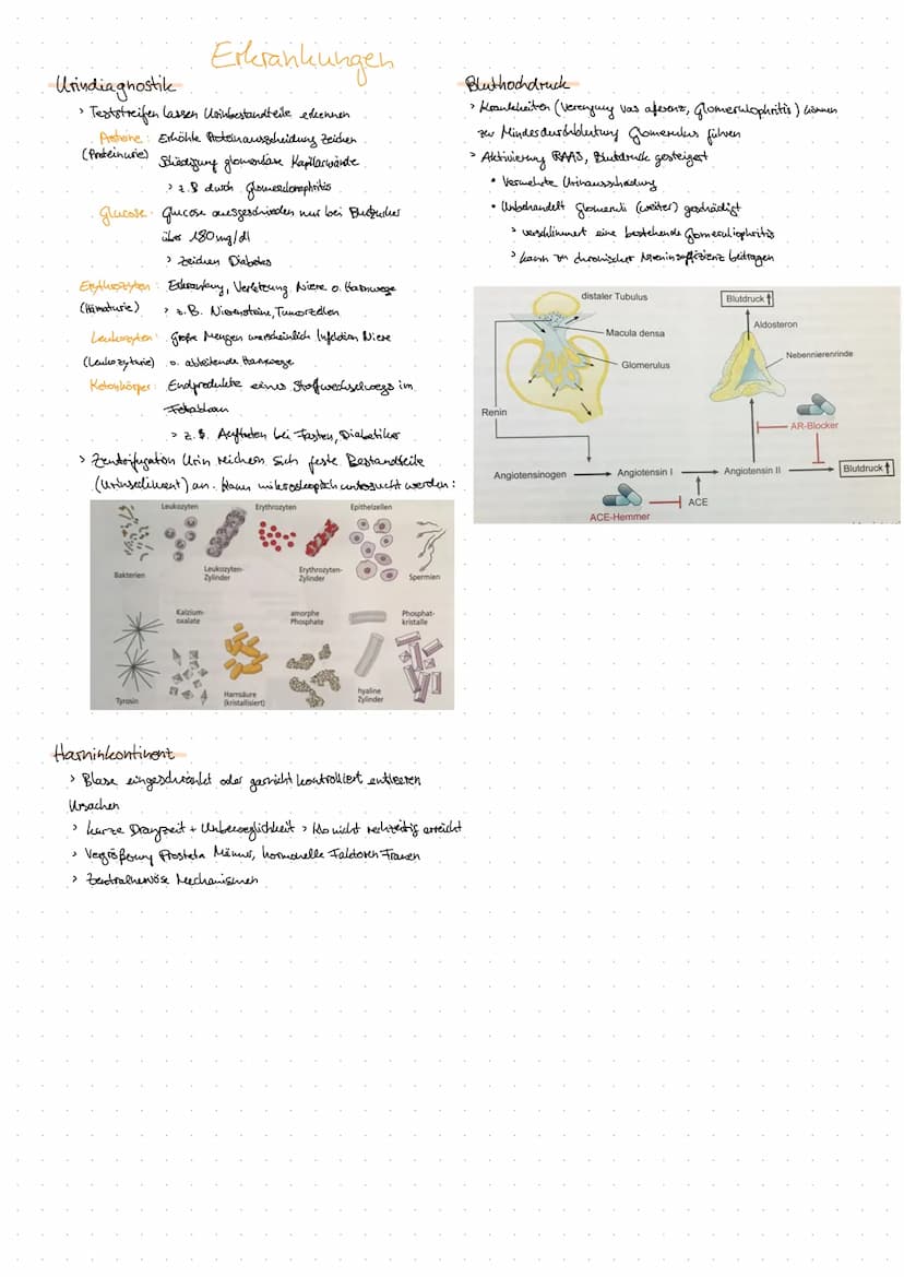 Aorta
DIE NIERE
Anatomie Harnsystem.
Nierenarterie
(A. renalis)
Nierenvene
(V. renalis)
untere Hohlvene
(V. cava inferior)
Vas efferens
Vas 