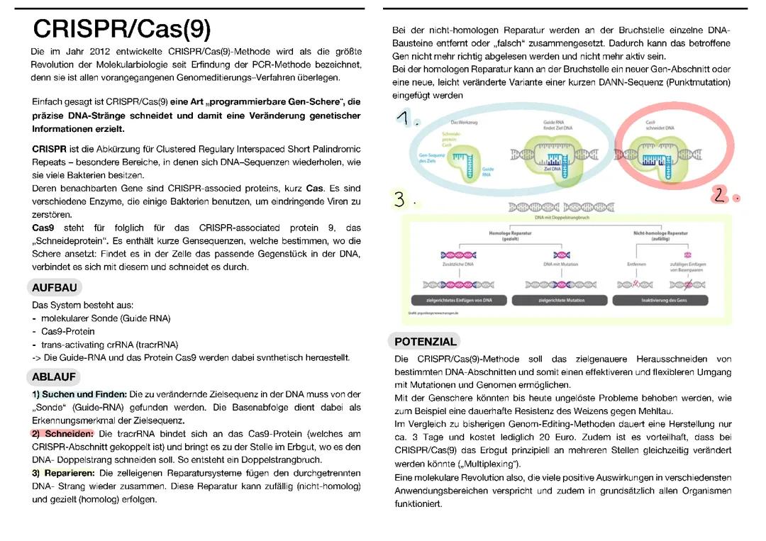 Cooles Zeug: CRISPR Cas9 und die zielgerichtete DNA Veränderung