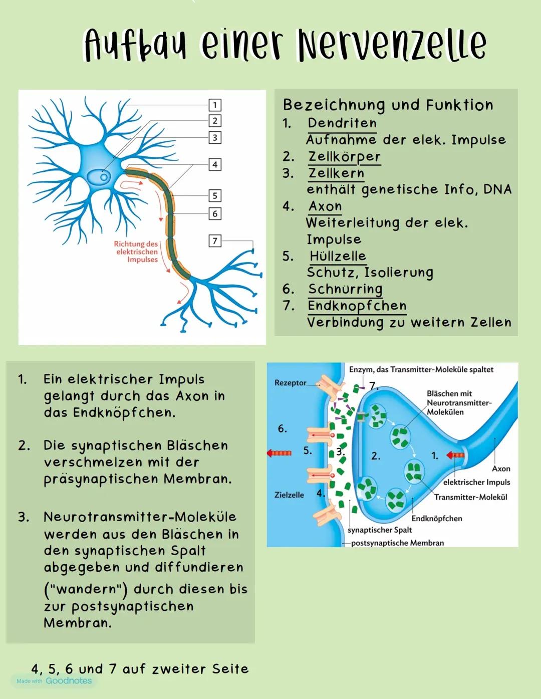 Struktur und Komponenten einer Nervenzelle und Synapse