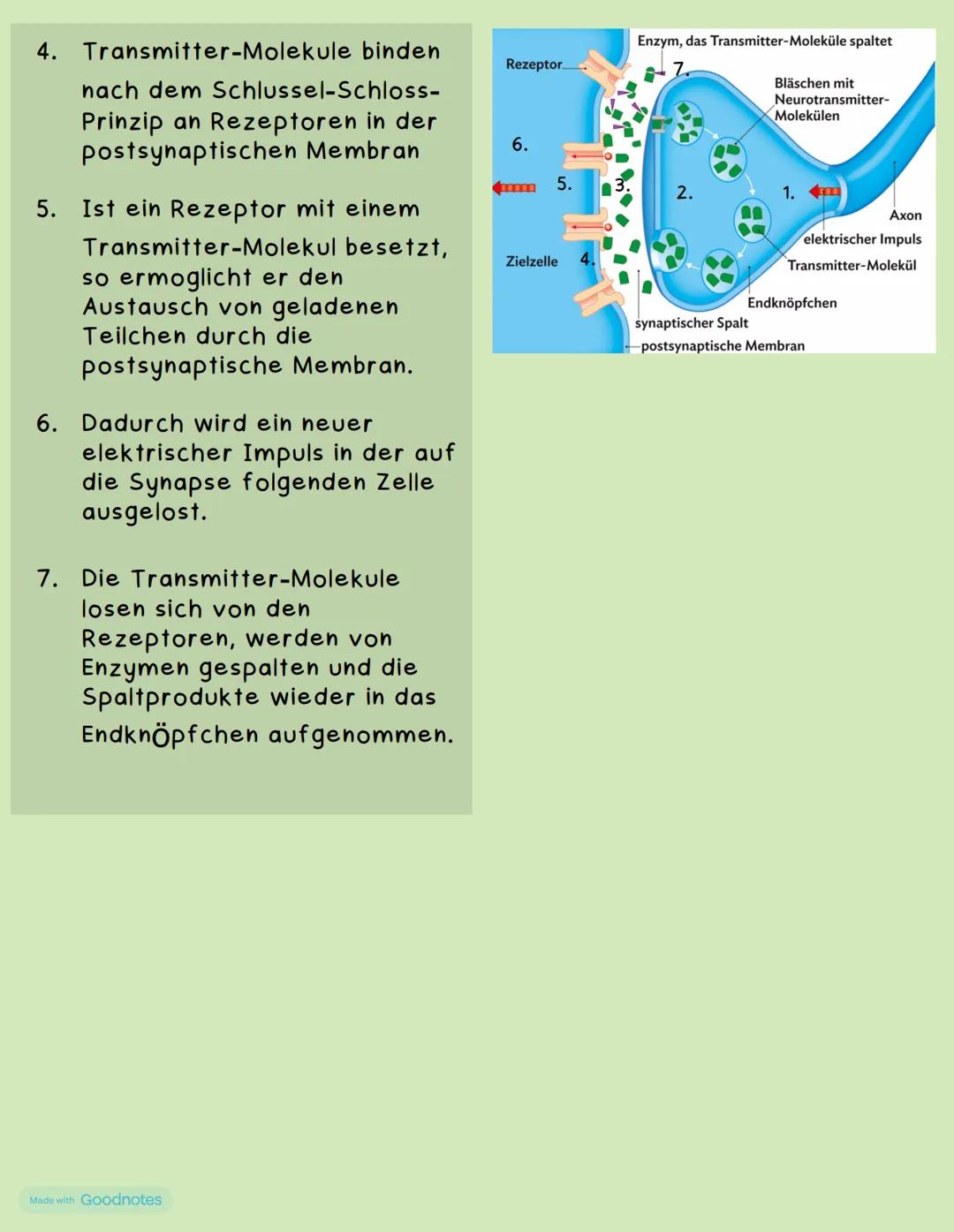 1.
Aufbau einer Nervenzelle
Richtung des
elektrischen
Impulses
1
2
3
4
5
6
7
Ein elektrischer Impuls
gelangt durch das Axon in
das Endknöpfc