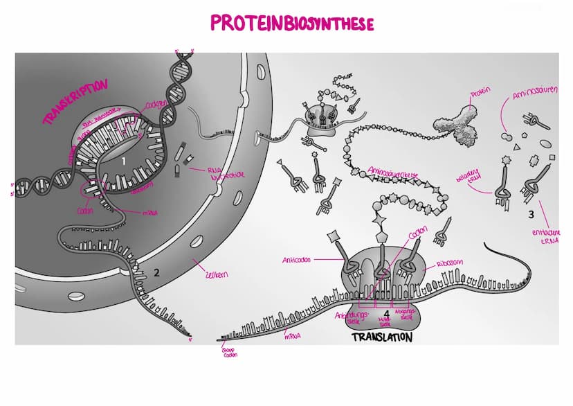 Anderungen in der DNA-Sequenz können die Erbinformation verändern, zerstören oder aber
unauffällig neutral
bleiben.
ursprüngliche
DNA-Sequen