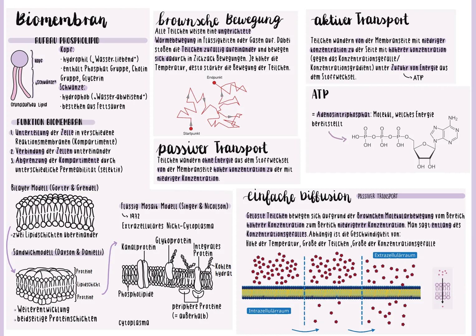 vergleich
Procyte & Lucyte
Prokaryoten
Bakterien
Archaea
Beispiele
Größe
Ort & form
Erbinfo
Kompartimen-
tierung
Zellwand
Zellmembran
Letzte