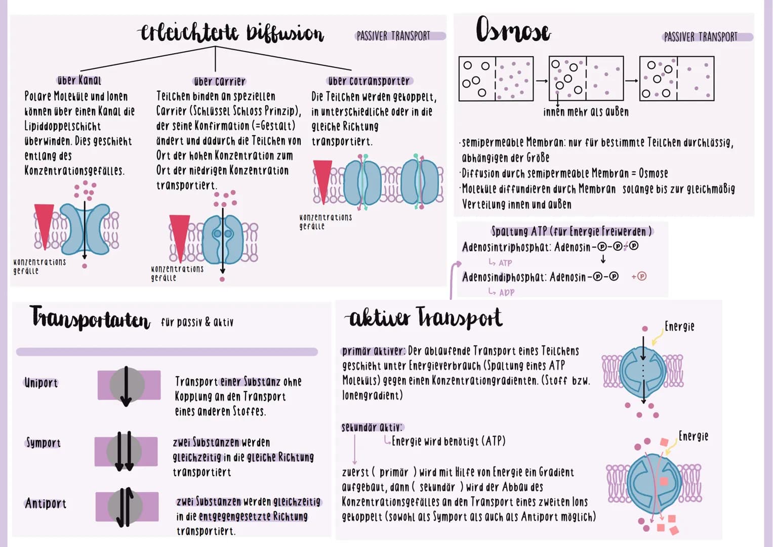 vergleich
Procyte & Lucyte
Prokaryoten
Bakterien
Archaea
Beispiele
Größe
Ort & form
Erbinfo
Kompartimen-
tierung
Zellwand
Zellmembran
Letzte