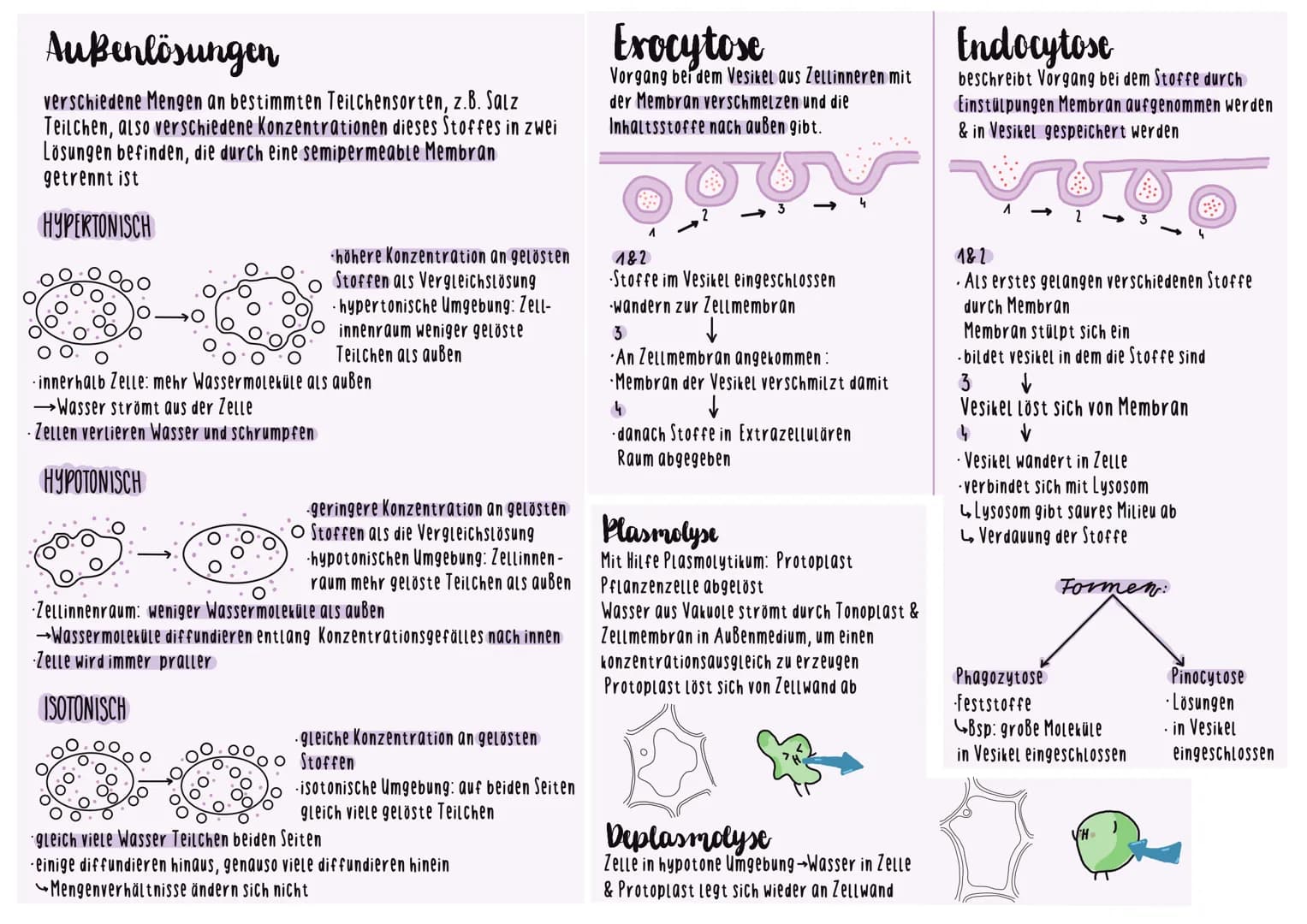 vergleich
Procyte & Lucyte
Prokaryoten
Bakterien
Archaea
Beispiele
Größe
Ort & form
Erbinfo
Kompartimen-
tierung
Zellwand
Zellmembran
Letzte