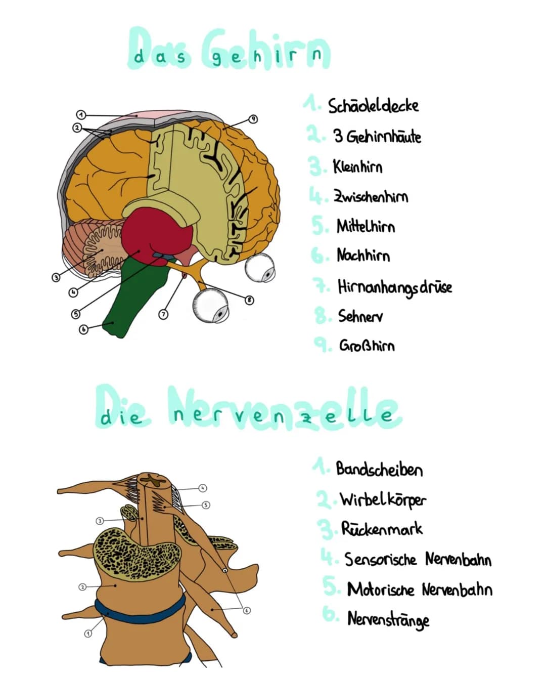 das Gehirn
1. Schäoleldecke
2.3 Gehirnhäute
3. Kleinhirn
4. Zwischenhimn
5. Mittelhirn
Nachhirn
7. Hirnanhangs drüse
8. Sehnerv
Großhirn
die
