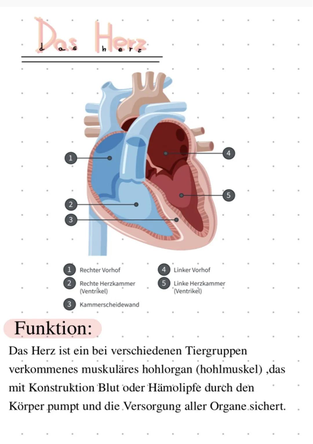 # Das Herz

3

4

5

1 Rechter Vorhof

2 Rechte Herzkammer
(Ventrikel)

(3) Kammerscheidewand

# Funktion:

4 Linker Vorhof

5 Linke Herzkam