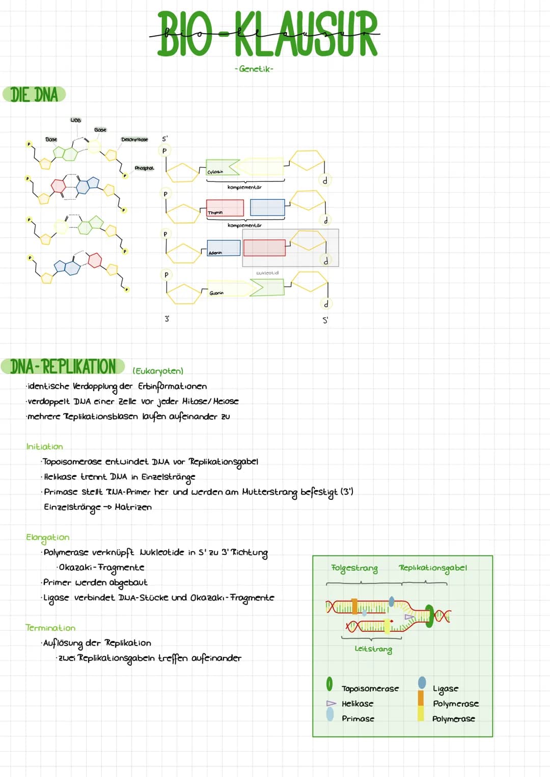 DIE DNA
Bose
LCB
Initiation
Base
Desaxyribase
Phosphat
Termination
BIO-KLAUSUR
S'
P
P
P
P
3
cylosin
Thymin
Adenin
Guanin
-Genetik-
komplemen