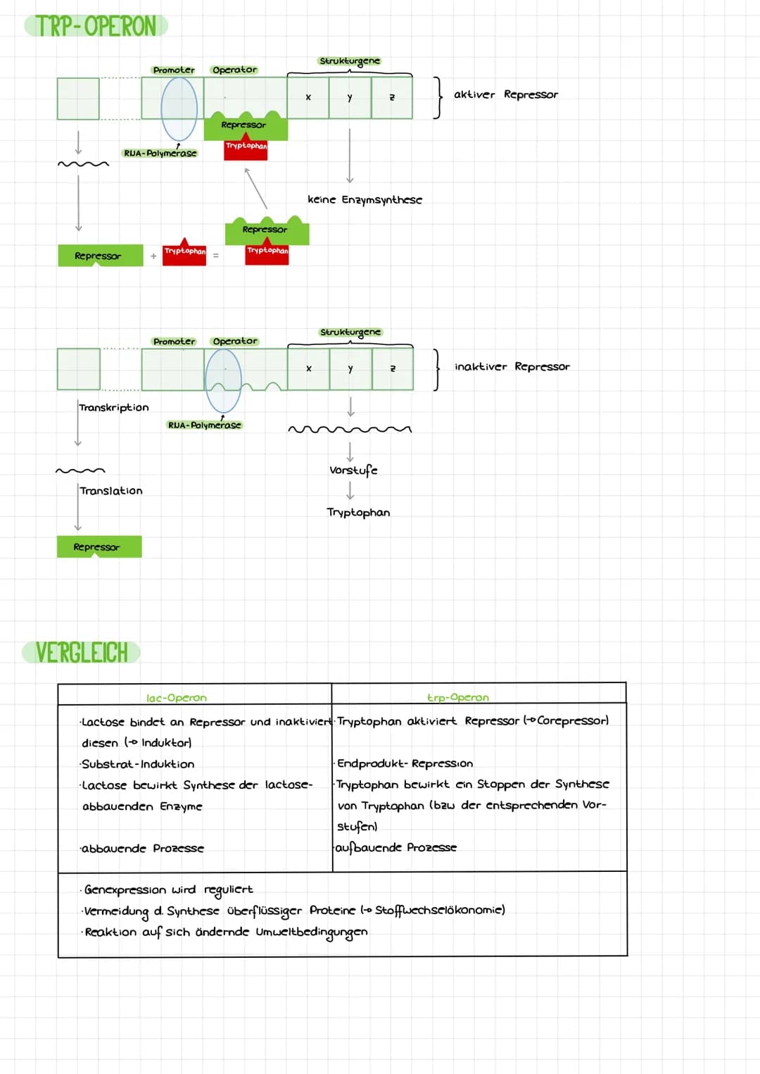 DIE DNA
Bose
LCB
Initiation
Base
Desaxyribase
Phosphat
Termination
BIO-KLAUSUR
S'
P
P
P
P
3
cylosin
Thymin
Adenin
Guanin
-Genetik-
komplemen