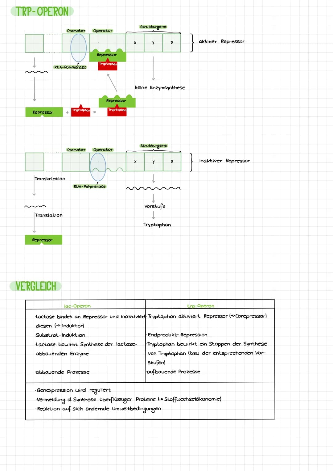 DIE DNA
Bose
LCB
Initiation
Base
Desaxyribase
Phosphat
Termination
BIO-KLAUSUR
S'
P
P
P
P
3
cylosin
Thymin
Adenin
Guanin
-Genetik-
komplemen