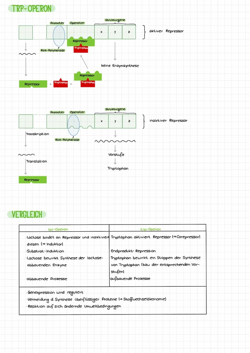DIE DNA
Bose
LCB
Initiation
Base
Desaxyribase
Phosphat
Termination
BIO-KLAUSUR
S'
P
P
P
P
3
cylosin
Thymin
Adenin
Guanin
-Genetik-
komplemen