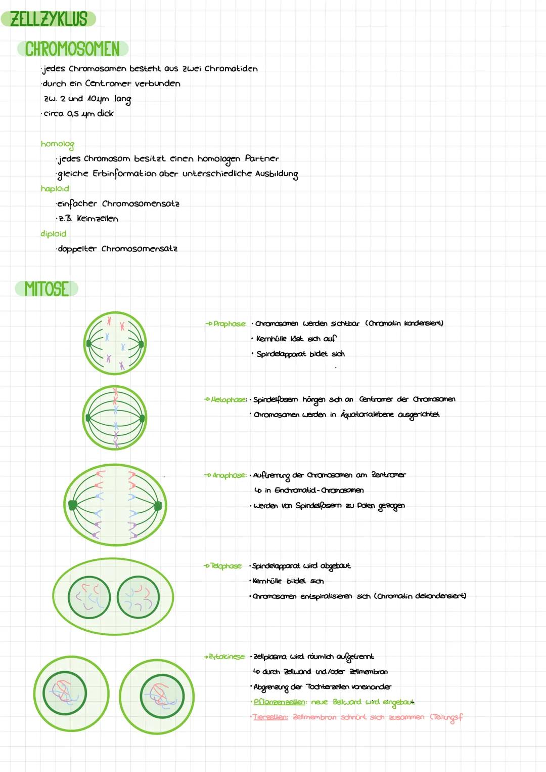 DIE DNA
Bose
LCB
Initiation
Base
Desaxyribase
Phosphat
Termination
BIO-KLAUSUR
S'
P
P
P
P
3
cylosin
Thymin
Adenin
Guanin
-Genetik-
komplemen