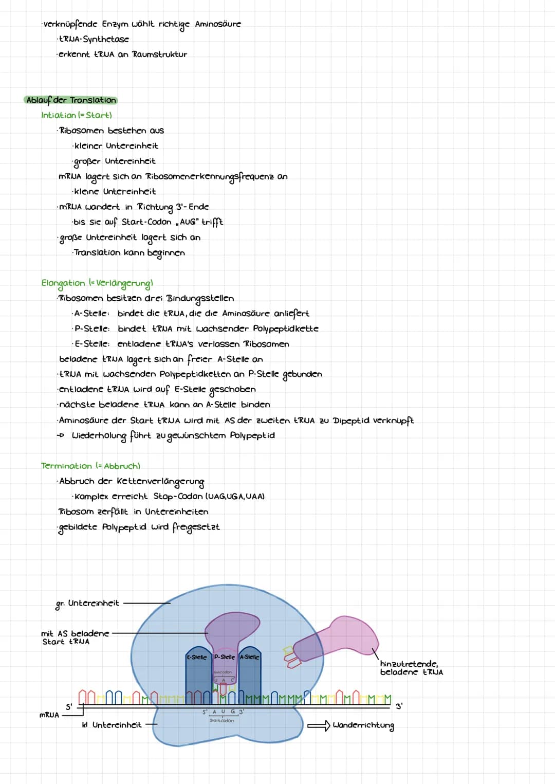 DIE DNA
Bose
LCB
Initiation
Base
Desaxyribase
Phosphat
Termination
BIO-KLAUSUR
S'
P
P
P
P
3
cylosin
Thymin
Adenin
Guanin
-Genetik-
komplemen